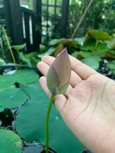 はす