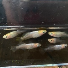 メダカ［天女］3ペア🎉2セット限定🎉の画像