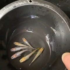 メダカ［天女］3ペア🎉2セット限定🎉の画像