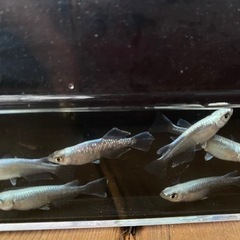 メダカ元気 メダカのための飼育鉢 黒 370 | ジェックス株式会社