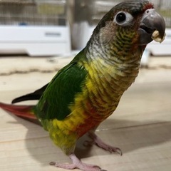 迷子のウロコインコ探してます