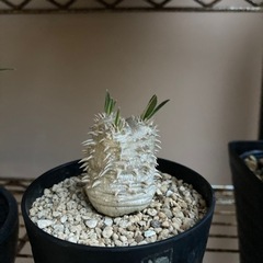 塊根　植物　大黒の画像