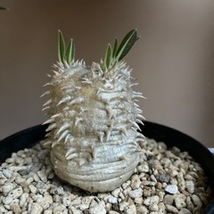 塊根　植物　大黒の画像