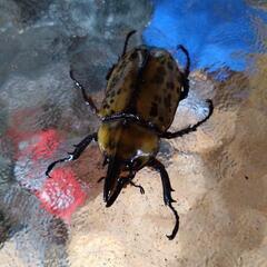 カナディアンワールド　クワガタ、カブトムシ展示即売会