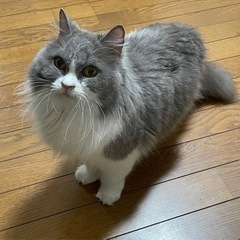 愛嬌たっぷりブリティッシュロングヘアのめぐちゃん