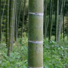 孟宗竹を譲って下さい