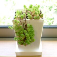 多肉植物高鉢植え