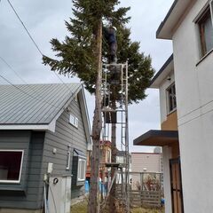 お家等で伐採したい木とかはございませんか？