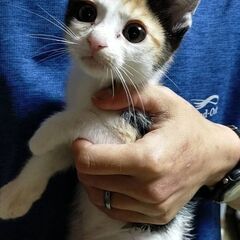 大きい目が魅力的なうめこちゃん(家族が決まりました)