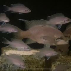 ネオランプロローグス・ブリチャージ若魚(値下げ)