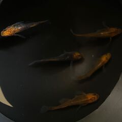 メダカ　竜章鳳姿　若魚から成魚　10匹　1,000円