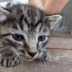 子猫里親募集