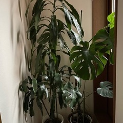 観葉植物の画像