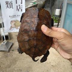 ニホンイシガメ　１０センチ〜20センチ　オス、メス - ペット