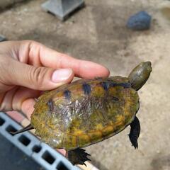 ニホンイシガメ　１０センチ〜20センチ　オス、メスの画像
