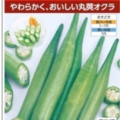 オクラ苗　の画像