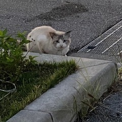首輪ありの迷子ねこの画像