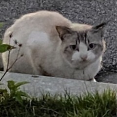 首輪ありの迷子ねこ - うるま市