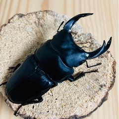 オオクワガタ　ペア　小国　F3