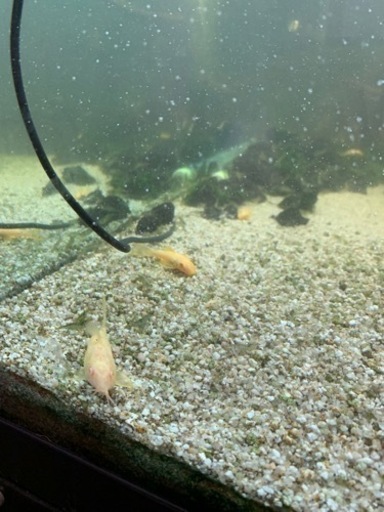 【決まりました】熱帯魚各種まとめて！