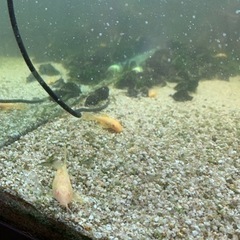 【決まりました】熱帯魚各種まとめて！