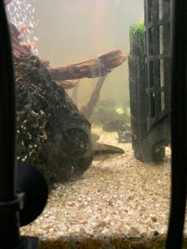 【決まりました】熱帯魚各種まとめて！
