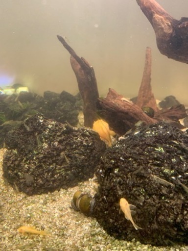 【決まりました】熱帯魚各種まとめて！
