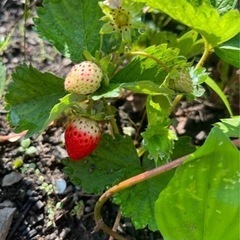 農家興味や好きな方話しましょう🤭