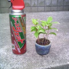 植物　草盆栽　鳴子百合の小品盆栽　盆栽の横に置くと引き立ちます。...