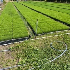 6月7日！水曜日！　　お手伝いしてくださる方！
