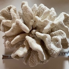 大きい白珊瑚の画像