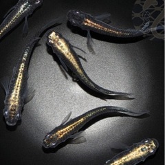 黒みゆきメダカ🐟5匹