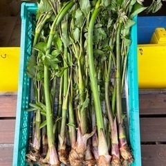 山菜　山ウド　ウド