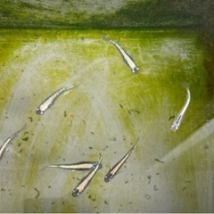 黒みゆきメダカ🐟5匹の画像