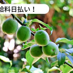 【日払い】愛媛県伊予郡砥部町で七折小梅の収穫・選果のお仕事！【単...