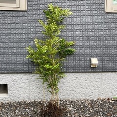 シマトコリネ庭木（お話し中）
