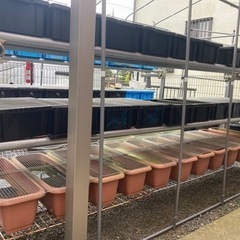 【決定しました】単管パイプの棚の画像
