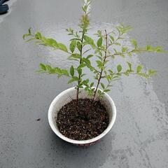 植木盆栽素材 雪柳 ユキヤナギ 株分け苗 苗 苗木 樹齢1年 記...