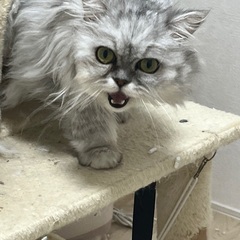 2匹飼っていただける方