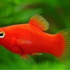 レッドワグプラティ赤黒、レッドプラティ稚魚6匹　の画像