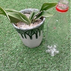 開運　縁起のいい植物　オモト(万年青)