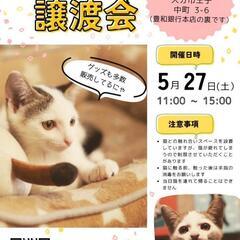 5/27保護猫譲渡会🐱
