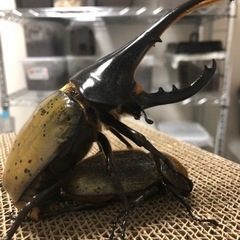 ヘラクレスオオカブト幼虫ペア