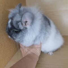 輸入///各種チンチラ - 町田市