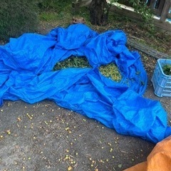 繁忙期に向けて人員が足りません！梅の収穫 畑仕事 現場 山梨県内各地の画像