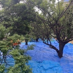 繁忙期に向けて人員が足りません！梅の収穫 畑仕事 現場 山梨県内各地の画像