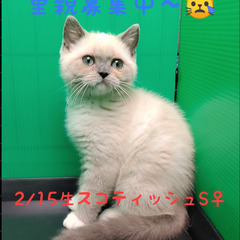 里親募集中～！！2/15生スコテッシュストレート♀ブルーポイント...