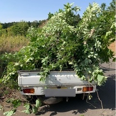 最長6時間で日給7000円♪細い木の搬入と除草剤散布のお仕事の画像