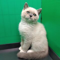 里親募集中～！！2/15生スコテッシュストレート♀ブルーポイント＆ホワイト(トライアウト猫) - 猫