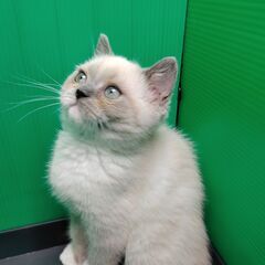 里親募集中～！！2/15生スコテッシュストレート♀ブルーポイント＆ホワイト(トライアウト猫) − 東京都
